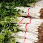 100 Pcs Chinese White Celery Seeds