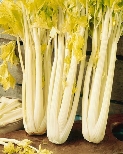 100 Pcs Golden Pascal Celery Seeds