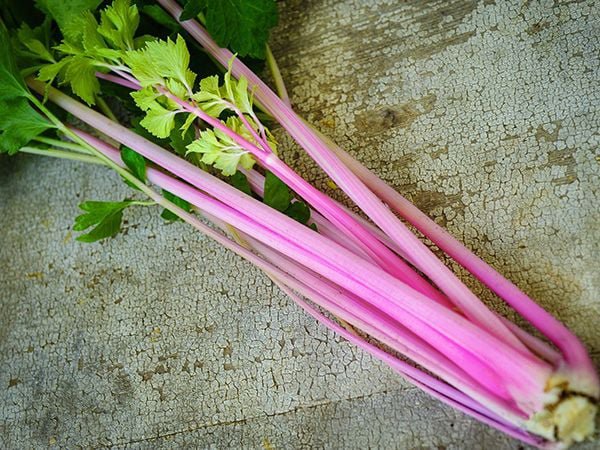100 Pcs Chinese Pink Celery Seeds