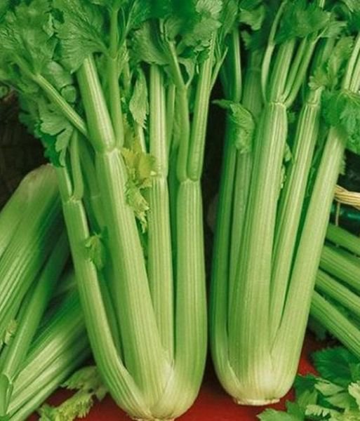 150 Pcs Tall Utah Celery Seeds