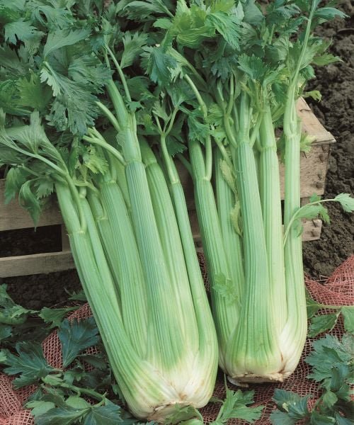 200 Pcs Celery Pascal Seeds