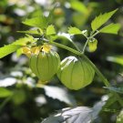 100 Pcs Tomatillo Seeds