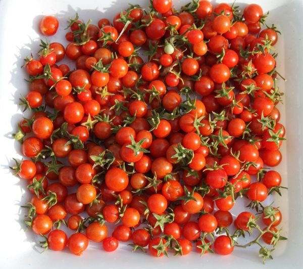 50 Pcs Hillbilly Tomato Seeds
