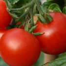 100 Pcs Marglobe Tomato Seeds