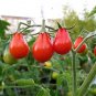 30 Pcs Red Pear Tomato Seeds