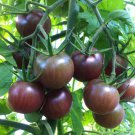 30 Pcs Black Cherry Tomato Seeds