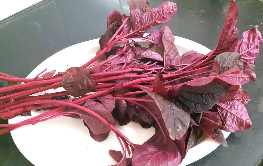 500 Pcs Red Spinach Seeds