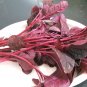 500 Pcs Red Spinach Seeds