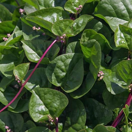 50 Pcs Red Stem Malabar Spinach Seeds