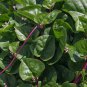 50 Pcs Red Stem Malabar Spinach Seeds