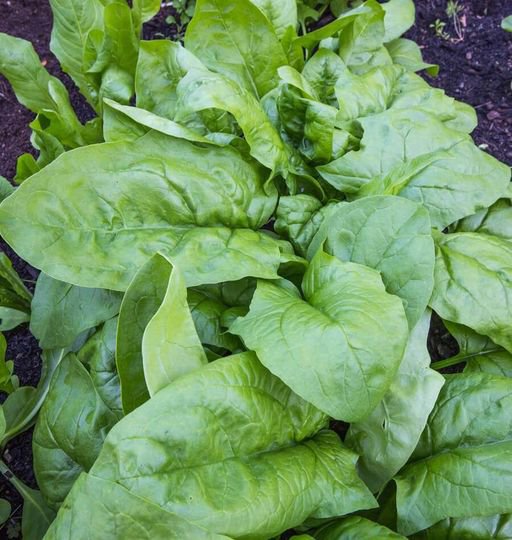 10 Pcs Giant Noble Spinach Seeds