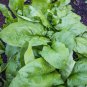 10 Pcs Giant Noble Spinach Seeds