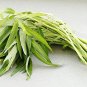 50 Pcs Thai Water Spinach Seeds