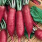 100 Pcs Radish Pink Summercicle Seeds