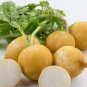 50 Pcs Golden Radish Seeds