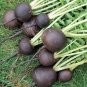 100 Pcs Black Spanish Radish Seeds