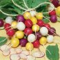 50 Pcs Crayon Colors Mix Radish Seeds