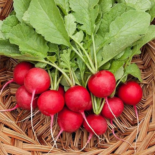 100 Pcs Cherry Belle Radish Seeds