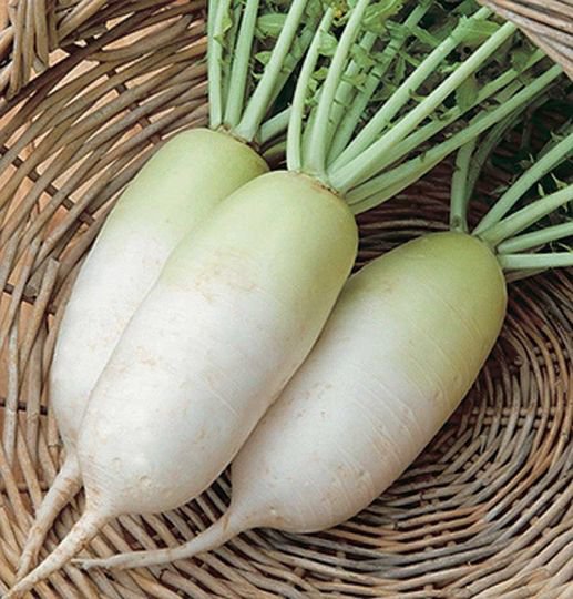 300 Pcs Daikon Radish Seeds