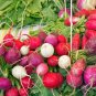 100 Pcs Easter Egg Radish Seeds