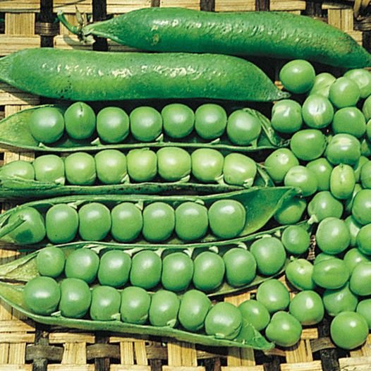 20 Pcs Lincoln Peas Seeds