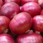 500 Pcs Red Creole Onion Seeds