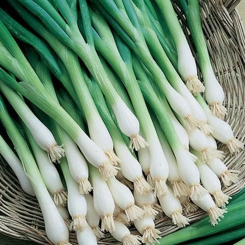 50 Pcs Tokyo Long White Bunching Onion Seeds