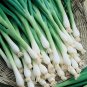 50 Pcs Tokyo Long White Bunching Onion Seeds