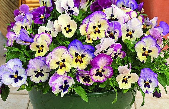 50 Pcs Pansy Hanging Basket Mixed Seeds