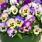 50 Pcs Pansy Hanging Basket Mixed Seeds