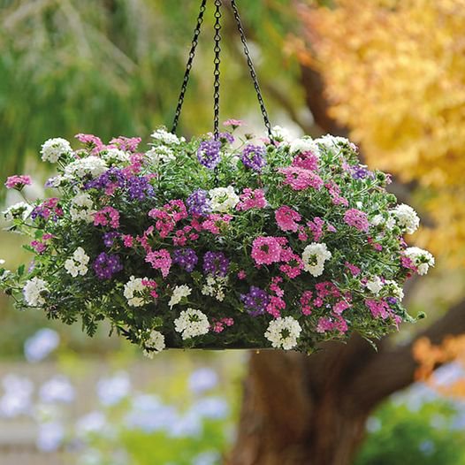50 Pcs Verbena Hanging Basket Mixed Seeds