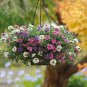 50 Pcs Verbena Hanging Basket Mixed Seeds