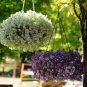 200 Pcs Sweet Alyssum Hanging Basket Seeds
