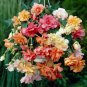15 Pcs Begonia Hanging Basket Mix Seeds
