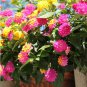 20 Pcs Lantana Hanging Basket Seeds