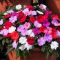 50 Pcs Impatiens Hanging Basket Mixed Seeds