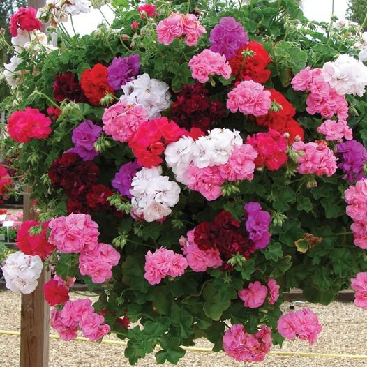15 Pcs Geranium Hanging Basket Mix Seeds