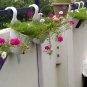 50 Pcs Portulaca Hanging Basket Mix Seeds