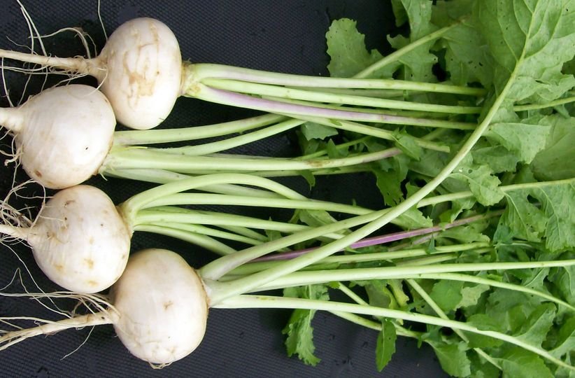 50 Pcs Turnip White Egg Seeds
