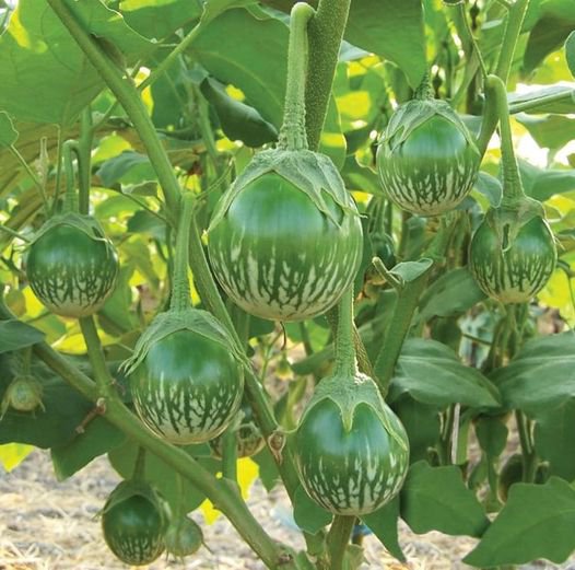 10 Pcs Thai Eggplant Seeds