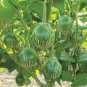 10 Pcs Thai Eggplant Seeds