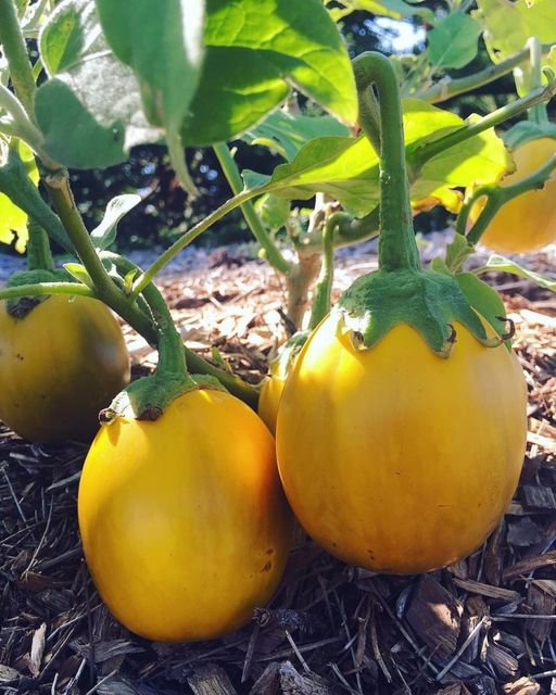 5 Pcs Olden Eggplant Easter Eggs Seeds