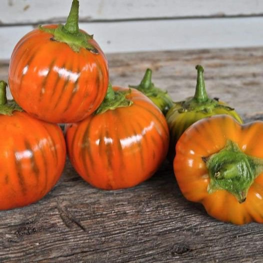 10 Pcs Orange Eggplant Seeds