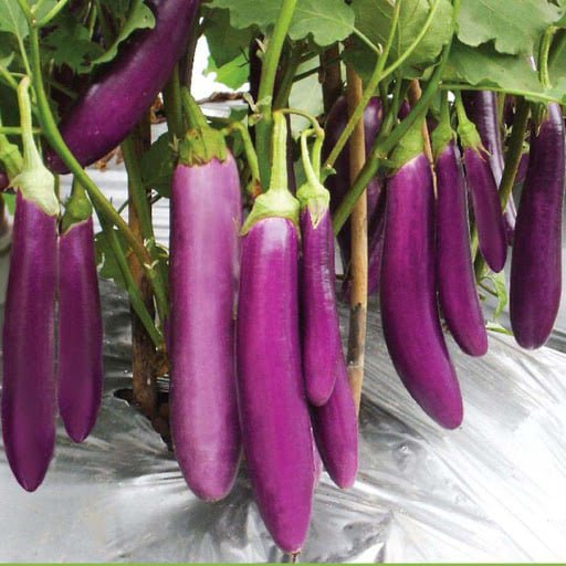 100 Pcs Long Purple Eggplants Seeds