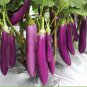 100 Pcs Long Purple Eggplants Seeds