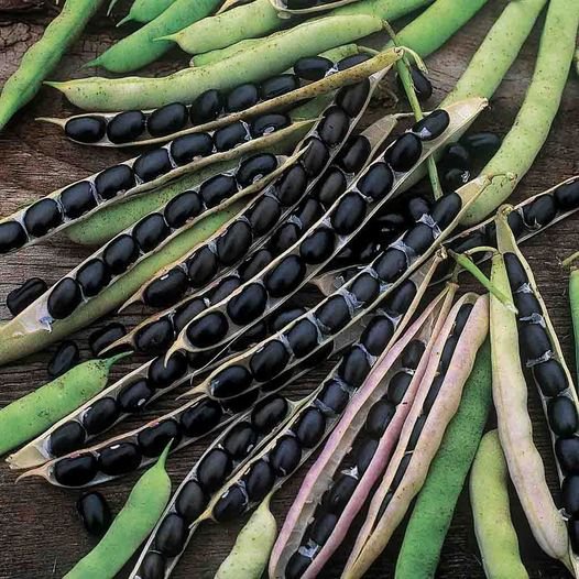 30 Pcs Black Bean Native Seeds