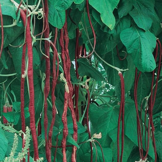 20 Pcs Red Noodle Yard Long Bean Seeds