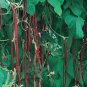 20 Pcs Red Noodle Yard Long Bean Seeds