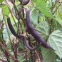 20 Pcs Royal Burgundy Bean Seeds Purple String