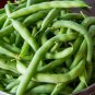 15 Pcs Tendergreen Green Bean Seeds